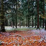 بيت للعطل Exclusive Group House In In The Forest